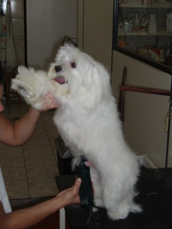 Tosa Higiênica - Cães